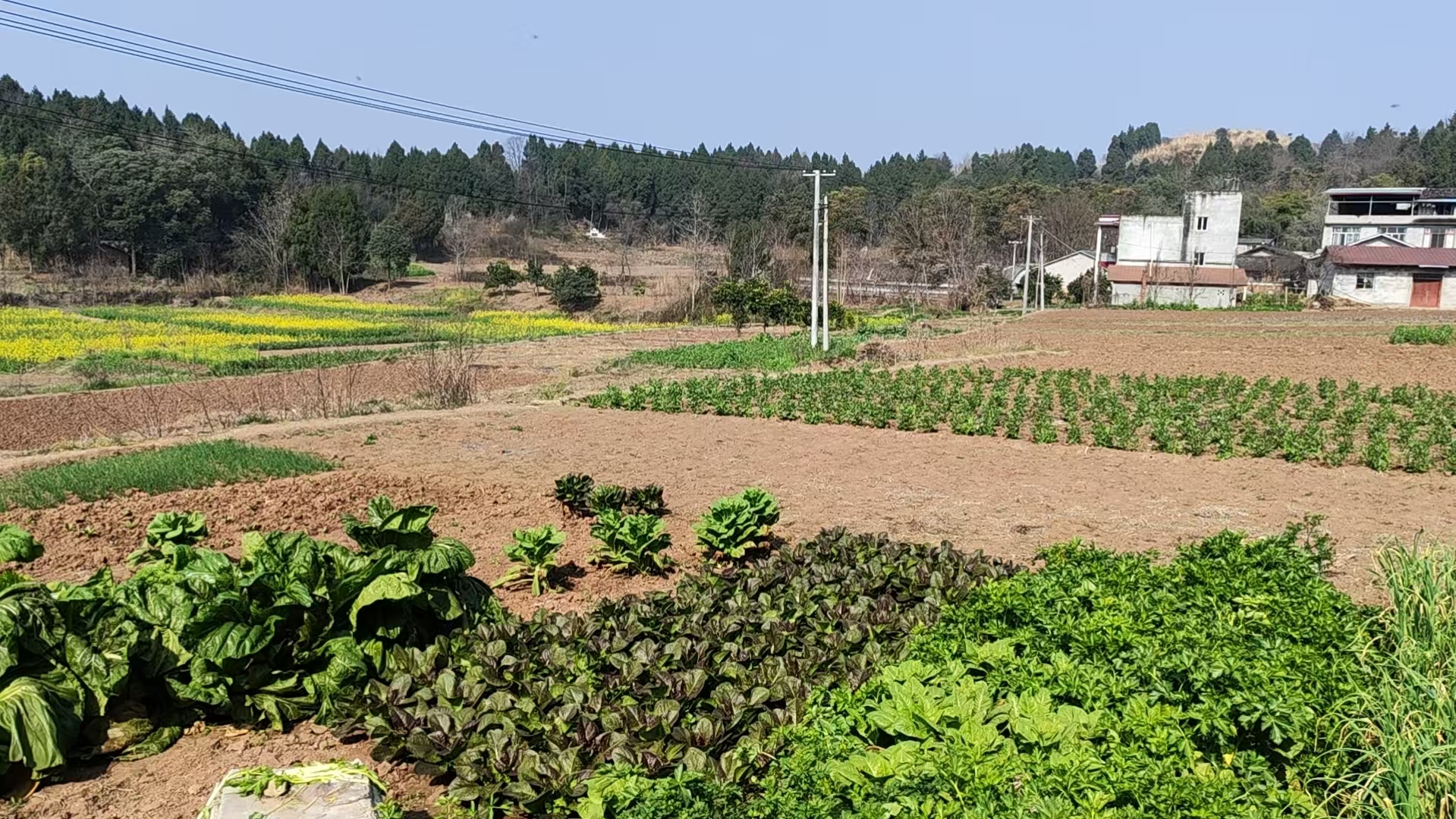 现代化养殖场外景,绿色农田和现代化设施,阳光明媚的自然环境