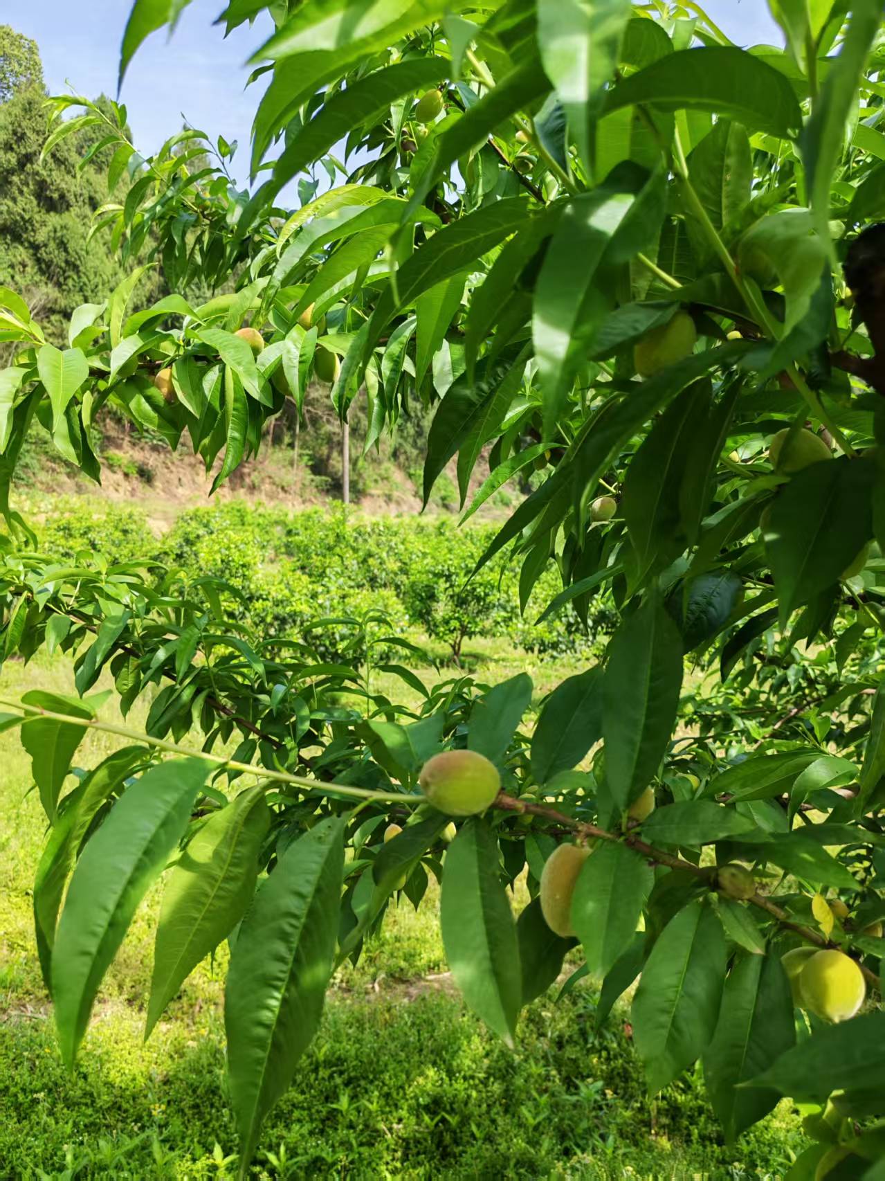 收获季节的养殖场,工人们正在收集产品,现代化设备辅助作业