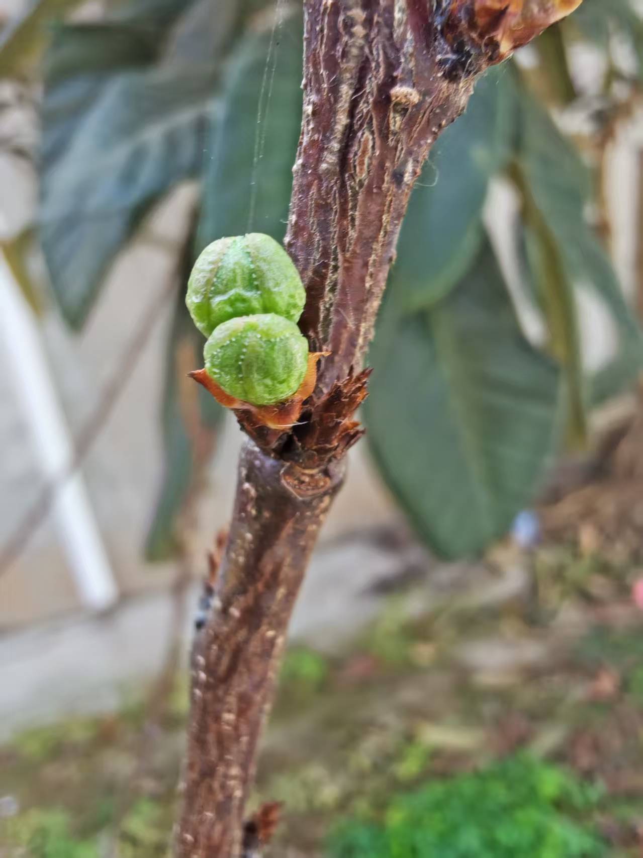 食品安全认证证书和检测报告,整齐排列在桌面上,专业办公环境